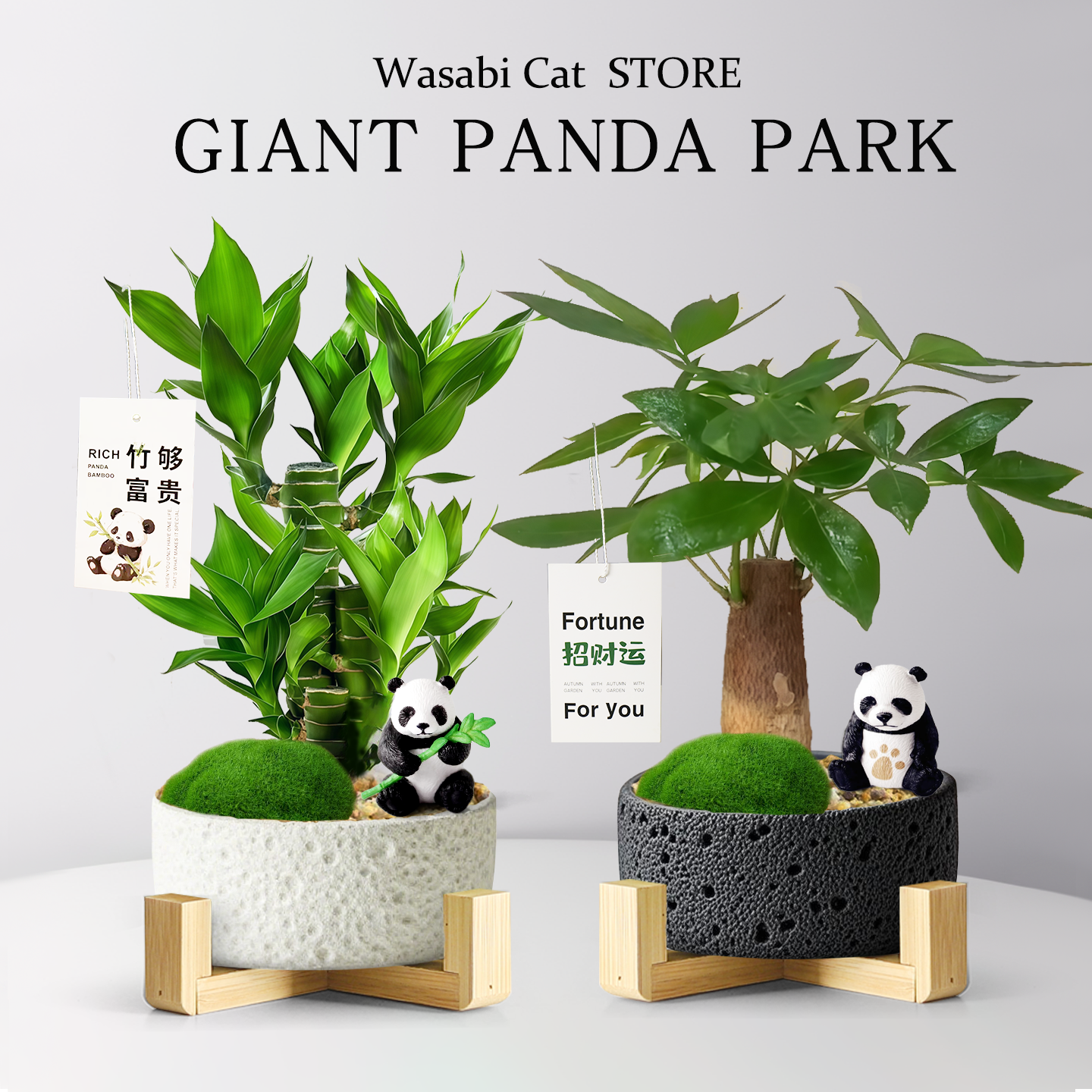 富贵竹盆栽发财树桌面招财小绿植