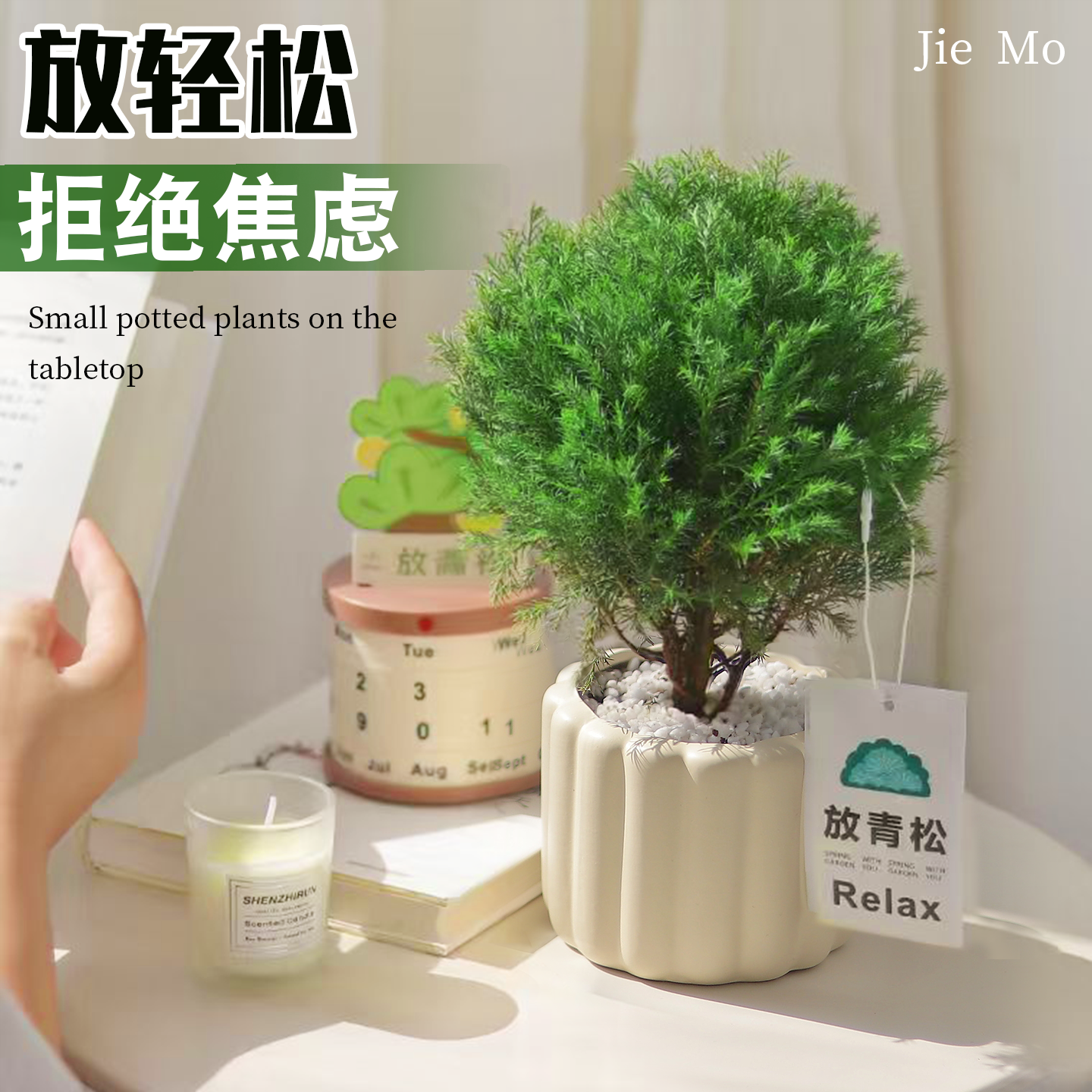 放轻松雾松办公室内桌面小盆栽