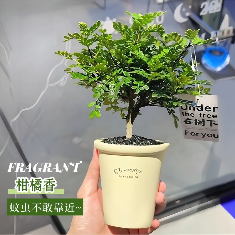 清香木胡椒木桌面小盆栽驱蚊室内客厅绿植办公室好养卉懒人植物