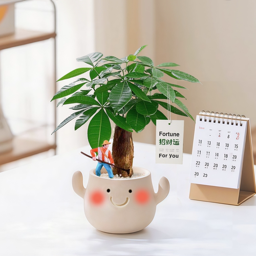 桌面创意绿植发财树小盆栽