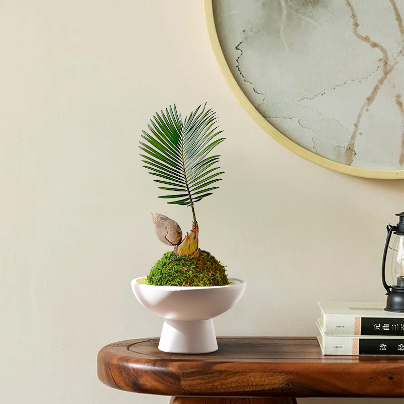 小铁树宝宝苔藓水培植物苏铁盆栽