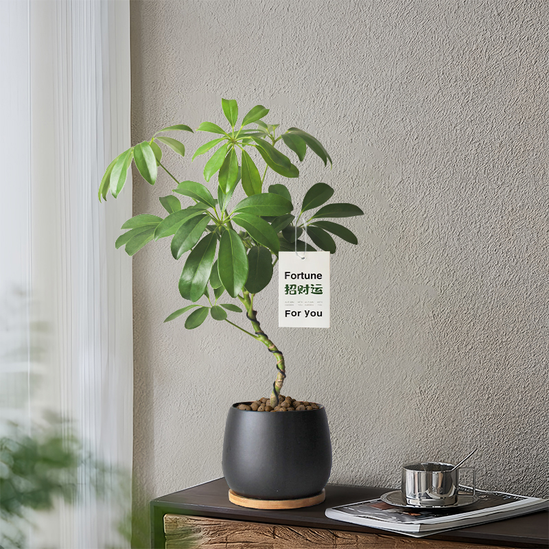 造型鸭脚木盆栽绿植八方来财摆件
