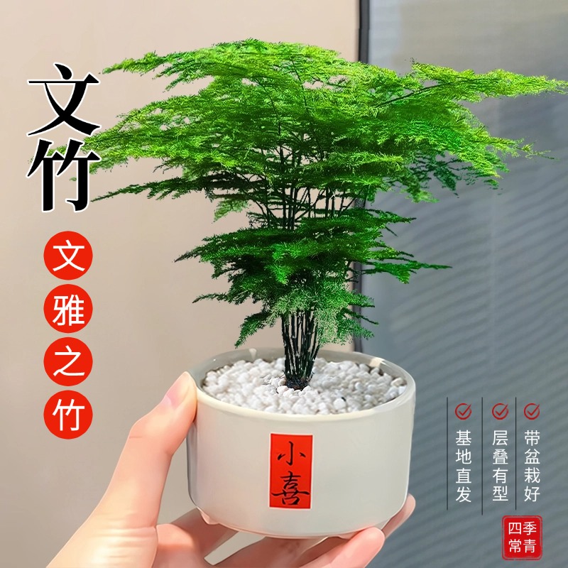 文竹盆栽办公室桌面绿植小盆景四季常青适合懒人养的植物室内好养