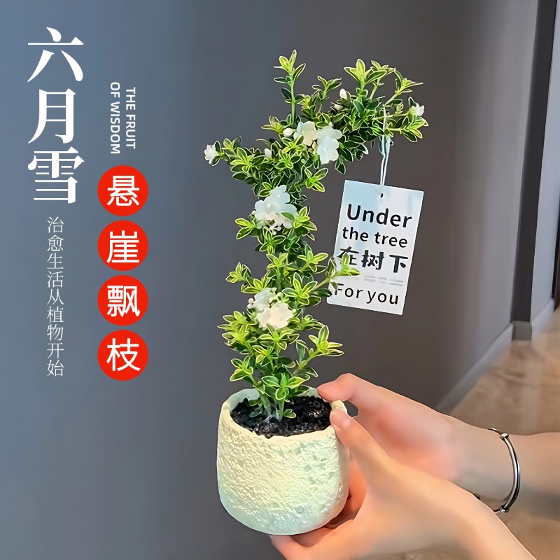 造型六月雪盆景小盆栽老桩悬崖