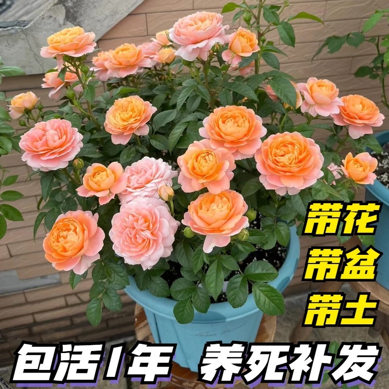 果汁阳台灌木月季多季开花耐晒