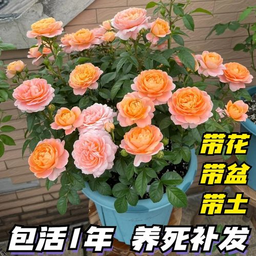 果汁阳台灌木月季多季开花耐晒