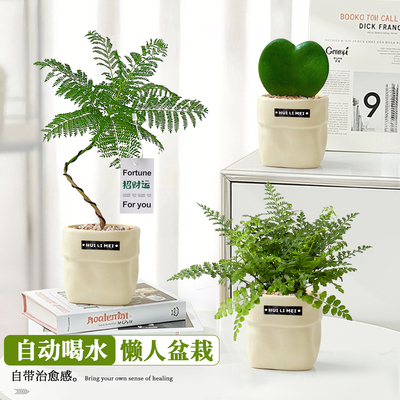 可以自动喝水的盆栽合集