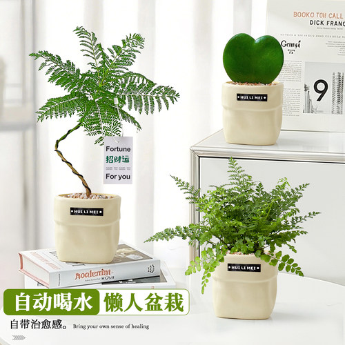 可以自动喝水的盆栽合集