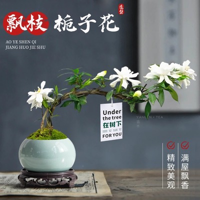 造型小叶栀子花四季盆栽植物