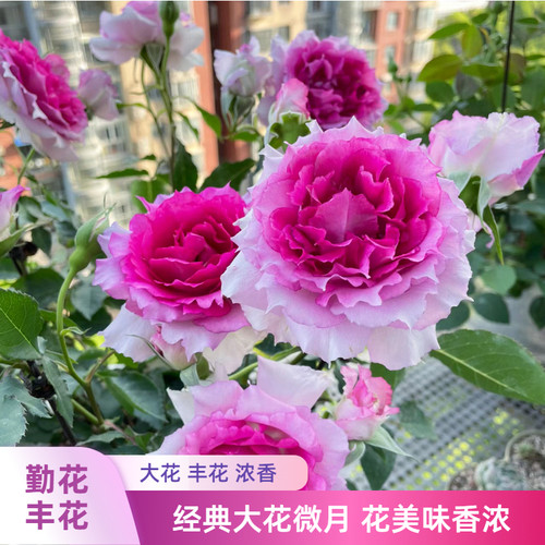 天方夜谭月季大花浓香多季开花