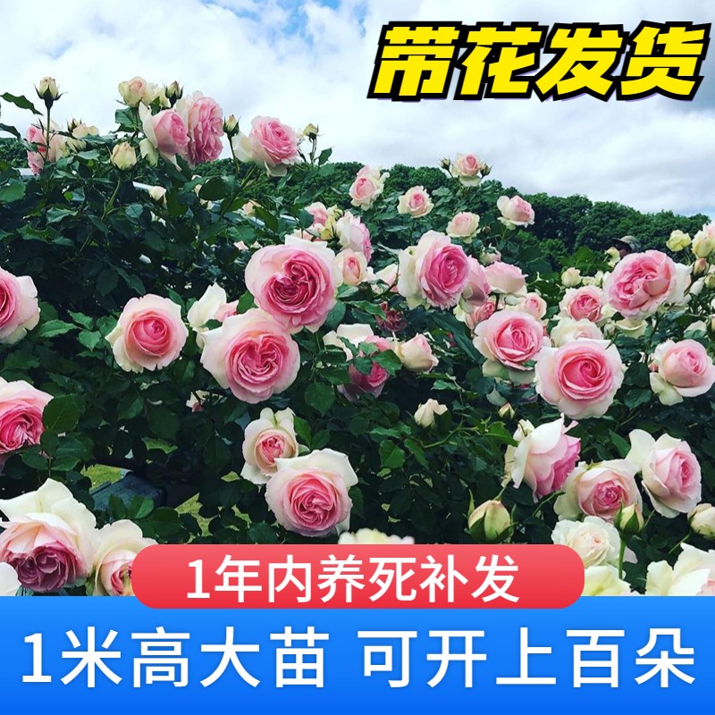 1米爬藤月季大苗蔷薇花苗藤本月季四季开花庭院楼顶别墅爬墙花卉-封面