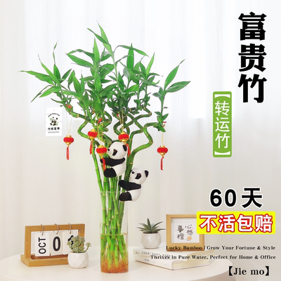 水培转运竹富贵竹桌面好养绿植