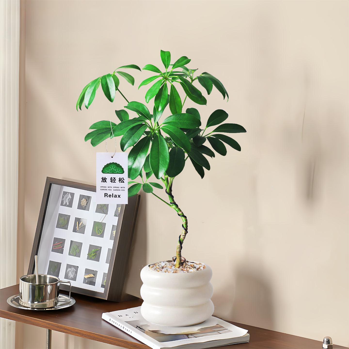 造型鸭脚木盆栽八方来财桌面绿植