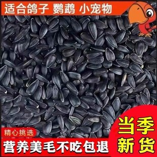 速发饲0/5斤子葵黑珍珠小瓜油鹦鹉鸟食仓鼠粮鸽子粮食1料生葵花籽