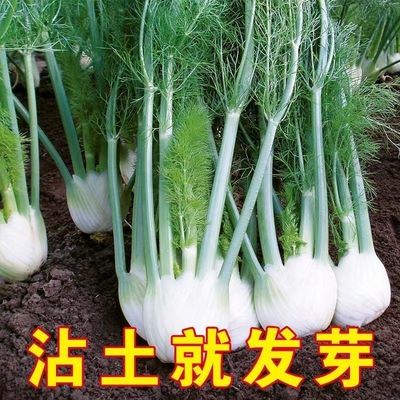 球茎茴香种子苗结割茬蔬菜