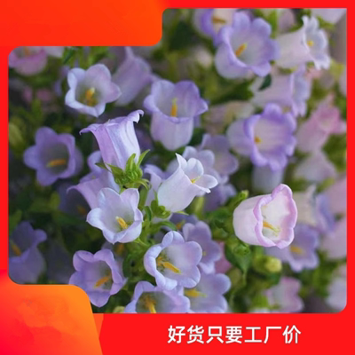 风铃草花种室内外四季播开盆