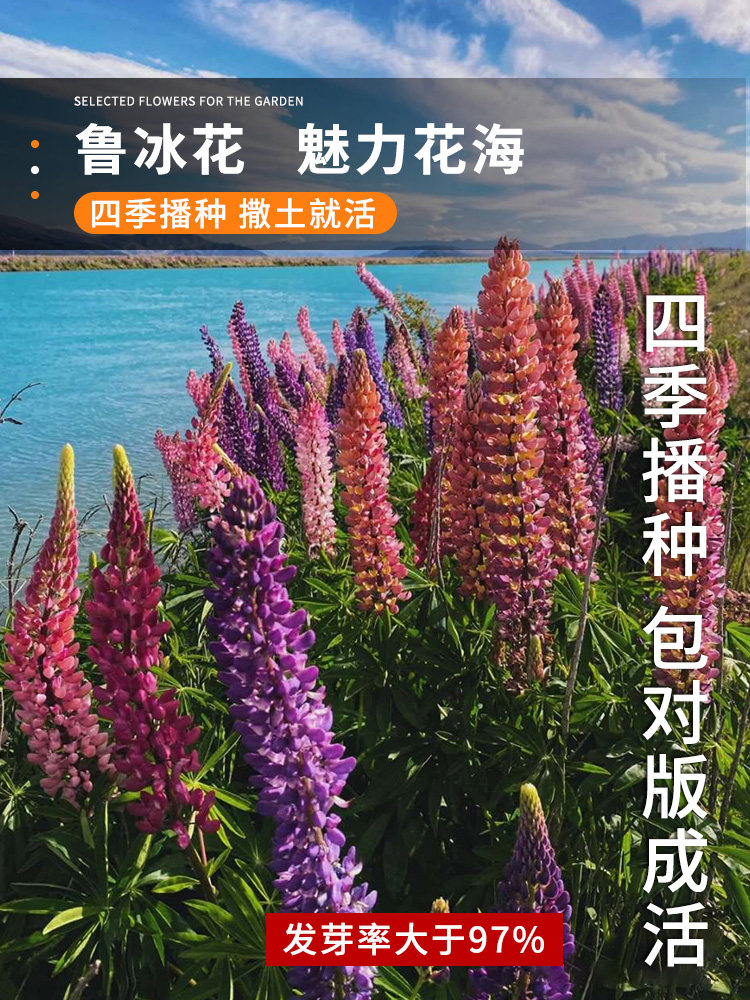 鲁冰花种子四季播种易活开花卉室内外阳台盆栽植物羽扇豆花种籽子