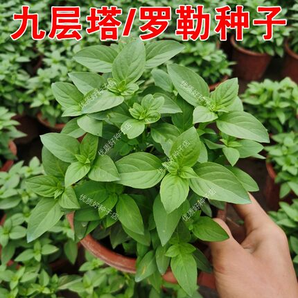 九层塔种子罗勒种孑阳台盆栽金不换籽可食用可驱虫可观赏