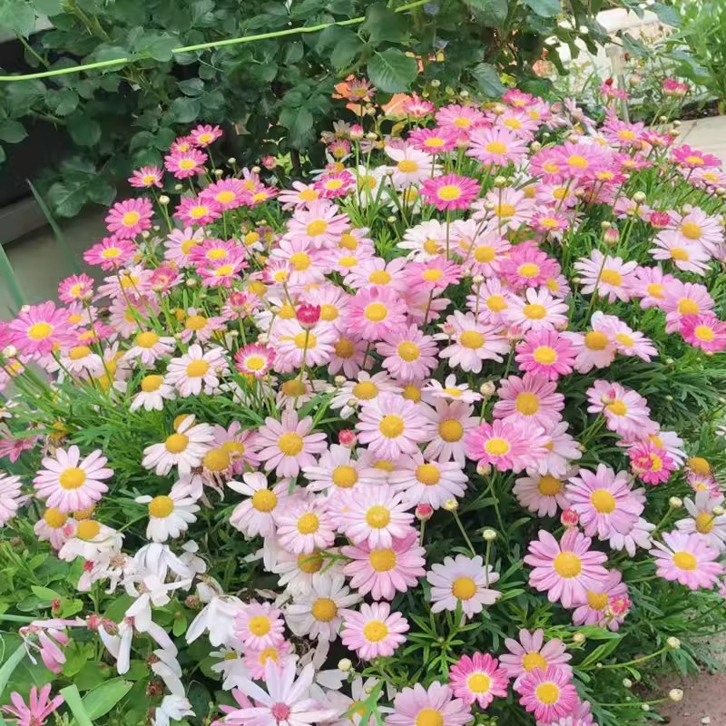 玛格丽特花种籽子多年生太