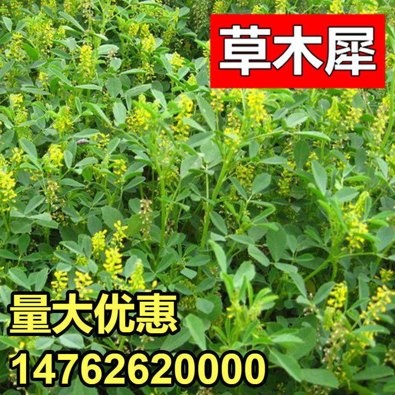 草木樨种子进口黄花蜜源植物