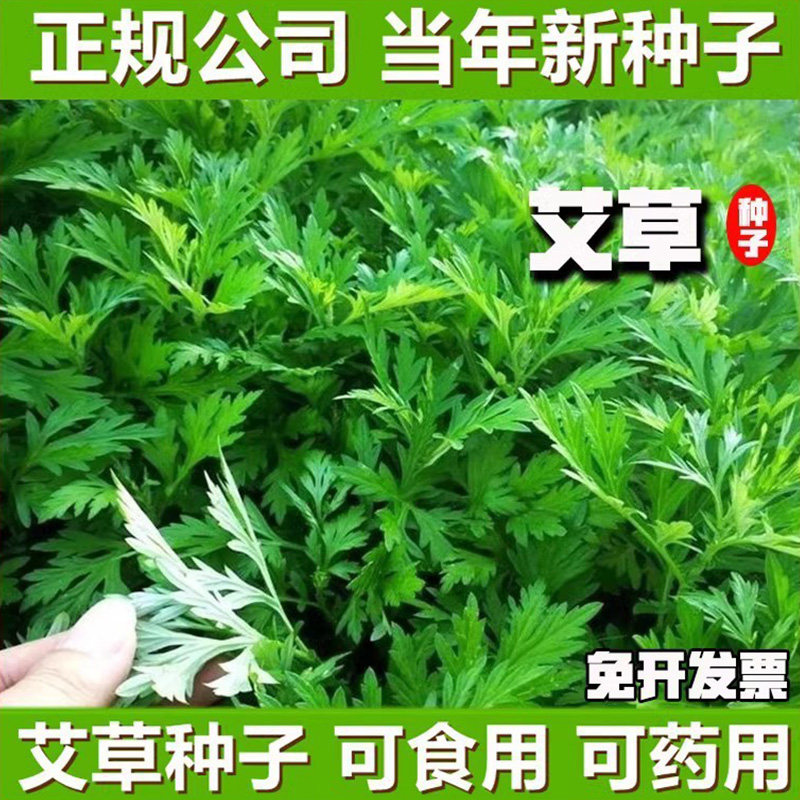 艾草种子食用籽药野生孑大