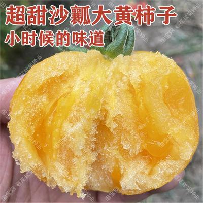 超甜沙瓤多汁大黄柿子种