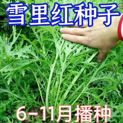 雪里蕻种子九头鸟红大叶菜