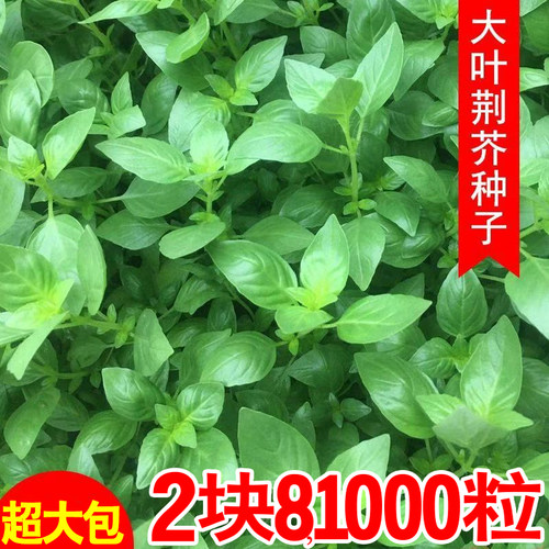 荆芥菜种籽大叶子河南野孑