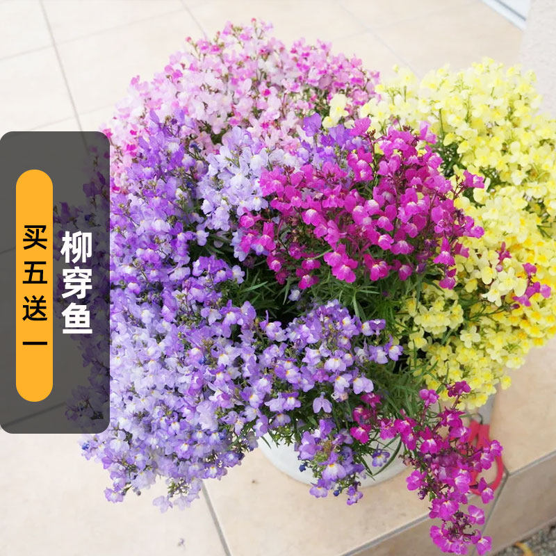 柳穿鱼种子200粒混色姬小金鱼草花籽多年生可切花阳台盆栽春秋播