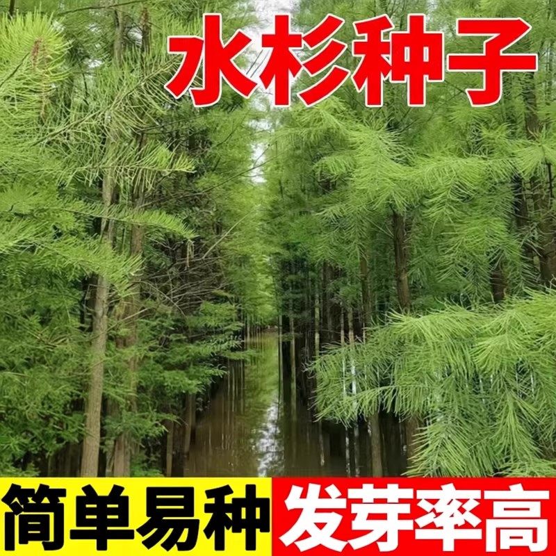 当年新采水杉种子绿化壮挺