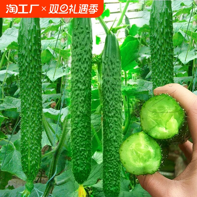 高产老品种绿心黄瓜子籽苗