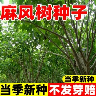 麻风树种子麻疯树种籽子小桐子臭油桐树种子能源树柴油树林木种子