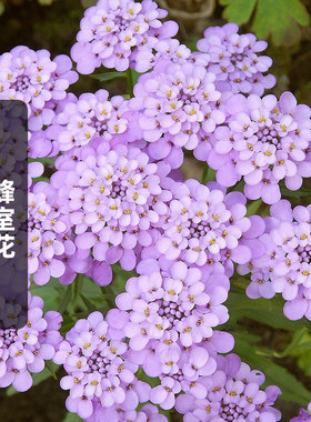 蜂室花种子100粒 Iberis 芳香屈曲花种籽镜室外阳台盆栽春秋季播