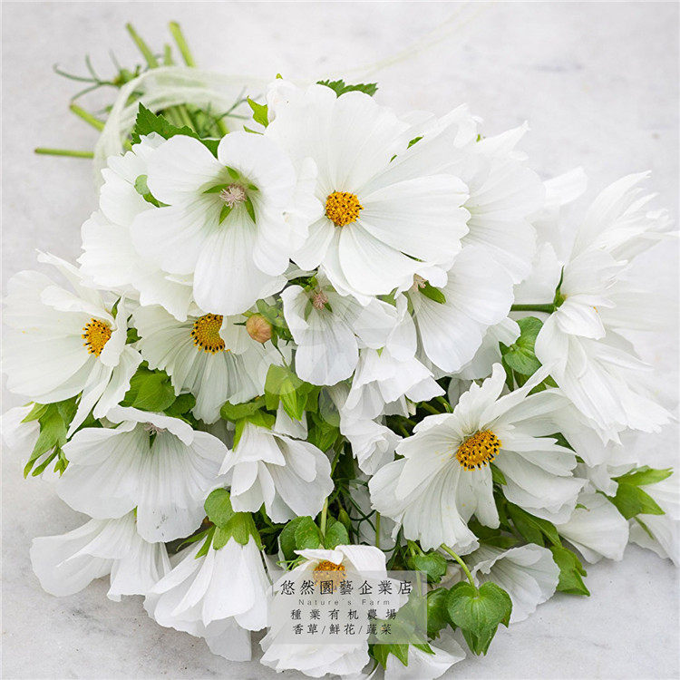 花葵波斯菊适合秋天播种的花种子籽秋季四季开花室外庭院北方阳台