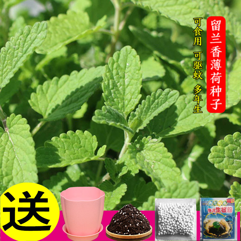 薄荷种子可食用柠檬籽四季图片