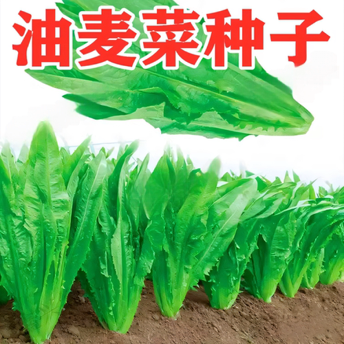 油麦菜种子四季香籽青夏秋冬