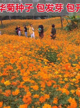 硫华菊种子黄波斯菊花种子黄秋英花籽硫化菊四季易种室外庭院花种