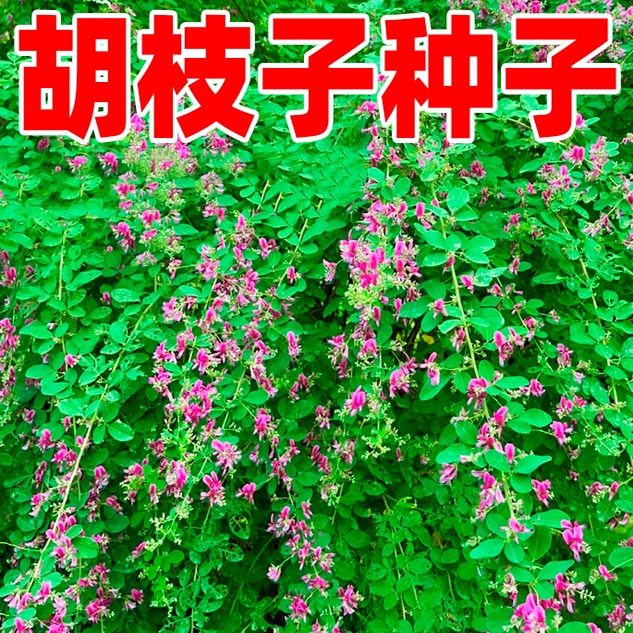 胡枝子种子速生常青护坡固土