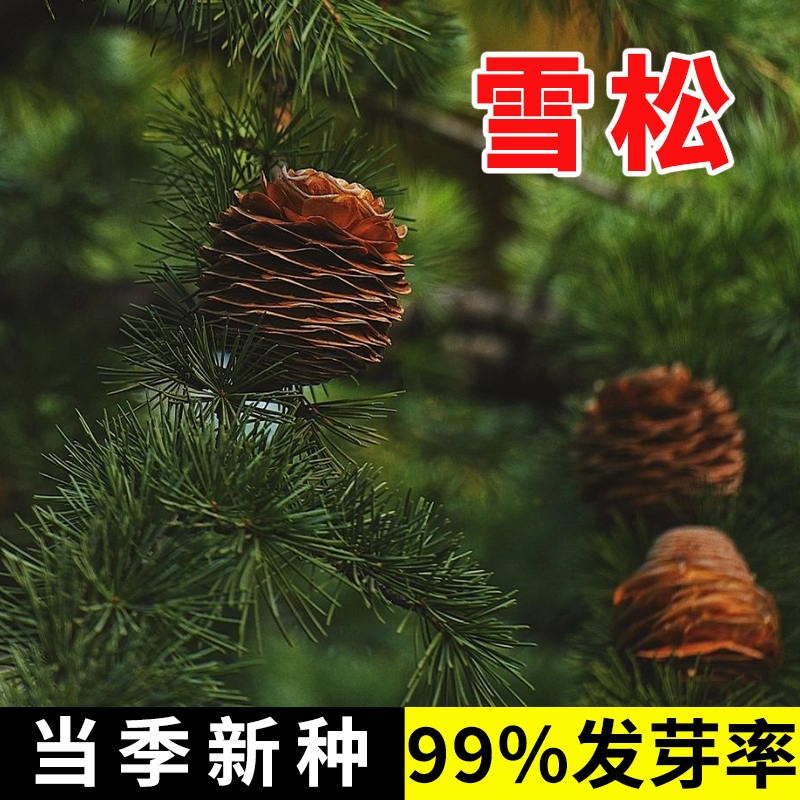 雪松新采种子 黄山松迎客松马尾松白皮松五针松黑松油松雪松种子