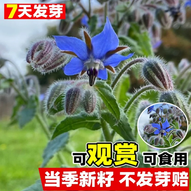 琉璃苣种籽多季种开花易活阳台庭院紫花星星草盆栽可食用蔬菜种子,鲜花速递/花卉仿真/绿植园艺,家庭园艺种子,淘宝优惠券,粉丝福利购,淘宝优惠卷