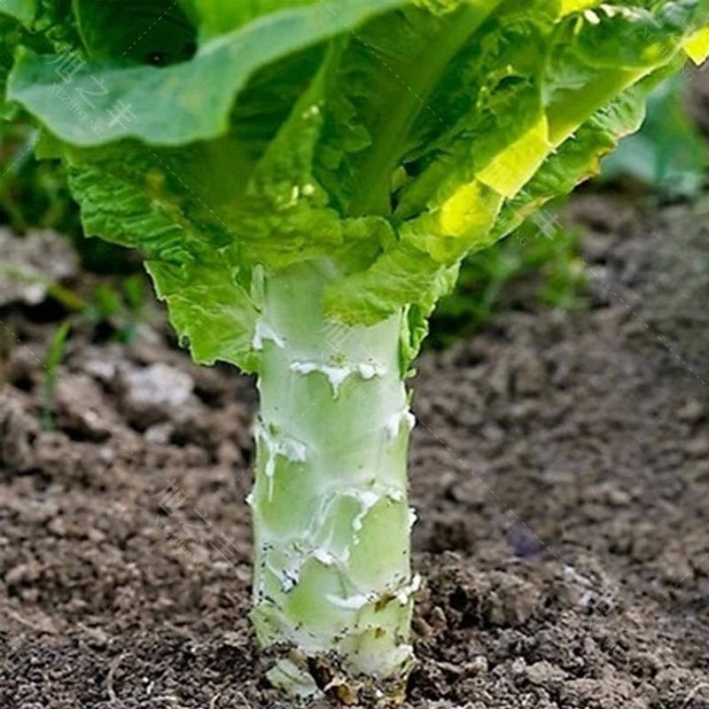 白皮莴笋种子脆嫩青苣籽孑