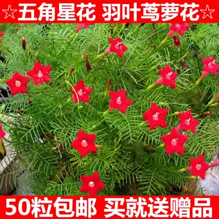 羽叶茑萝花卉种子四季易种庭院爬藤攀援盆栽五角星花混色莺萝花籽