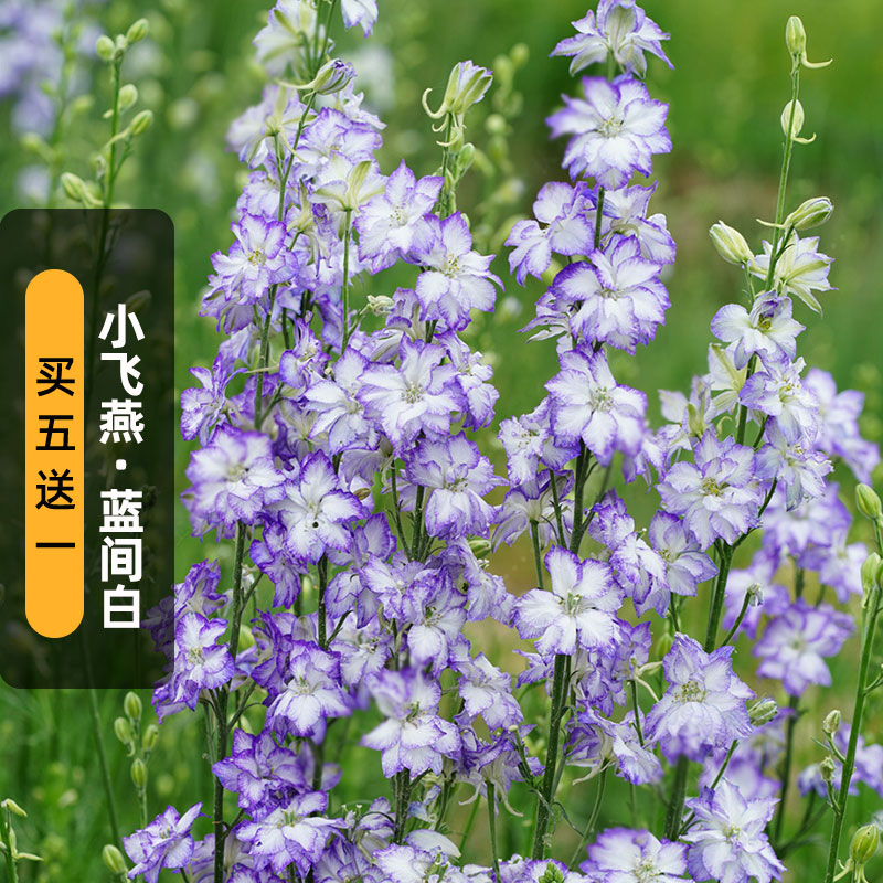 蓝间白小飞燕草种子10粒千鸟