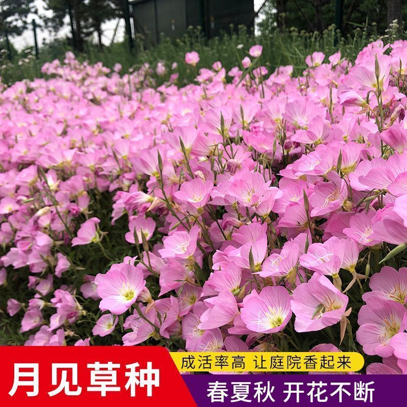 美丽月见草花种子四季播开易