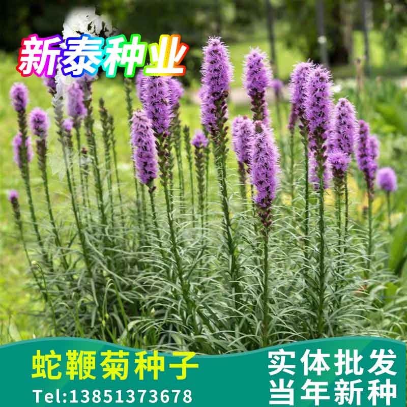 蛇鞭菊种子庭院多年生草本植物观赏花卉花海种植麒麟菊猫尾花种籽