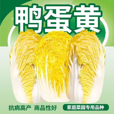 鸭蛋黄心娃菜小白种子籽四季