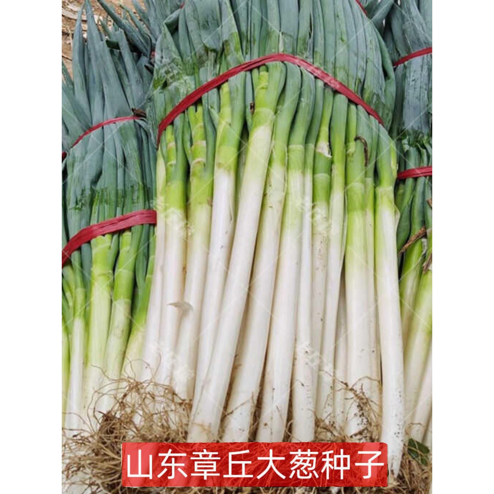 大葱种子春夏季播章丘铁杆