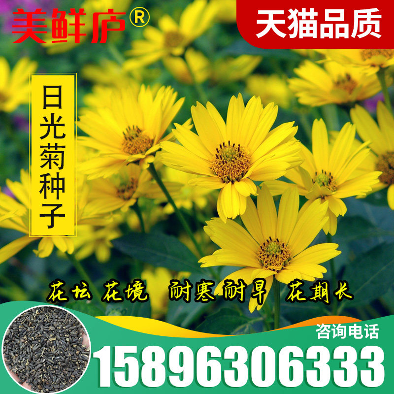 日光菊种子赛菊芋花种籽子多年生宿根草花种子庭院绿化观花草