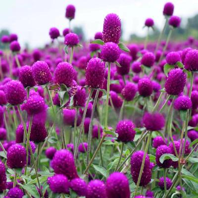 花种子千日红百火球庭院景观