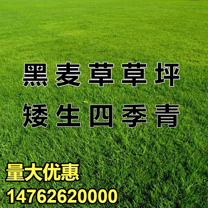 多年生黑麦草种子室外庭院草坪绿化耐旱不修剪草籽四季草耐冻种籽